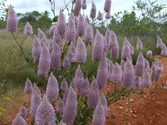 Amaranthaceae>Ptilotus exaltatus Purple Mulla Mulla DSCF4358