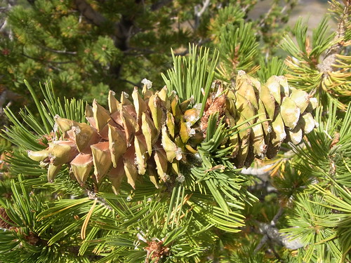 tree pine cones