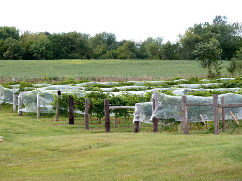 fruit indiana grapes winegrapes indiantrailwines