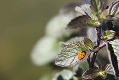 Ladybird - Photo of Nouzilly
