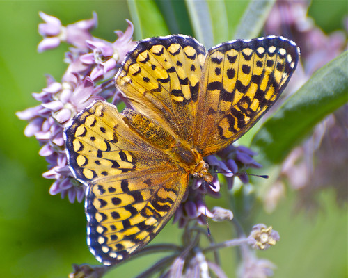 lake wisconsin butterfly insect raw chain atlantis fritillary rhinelander speyeria moens atlantisfritillary