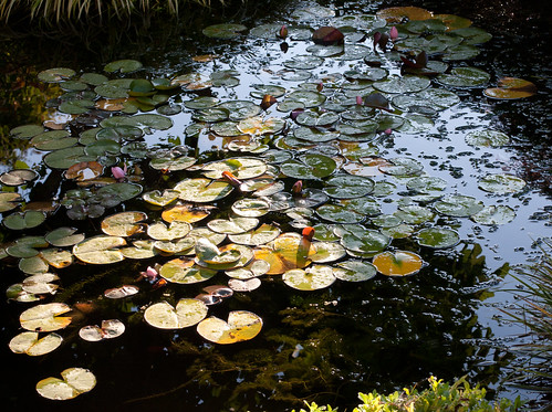 reflection water pond lily pad