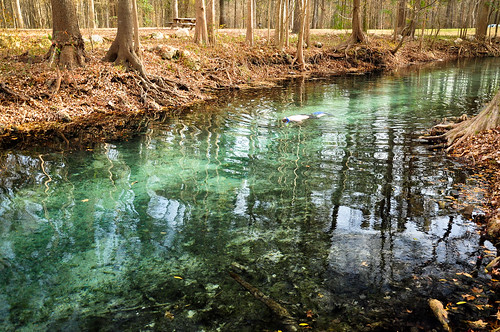 park water spring florida clear springs freshwater ginniesprings