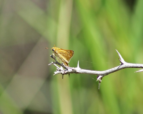 rio grande state tx skipper lepidoptera park” hylephilaphyleus fieryskipper county” grande” “bentsen “hidalgo