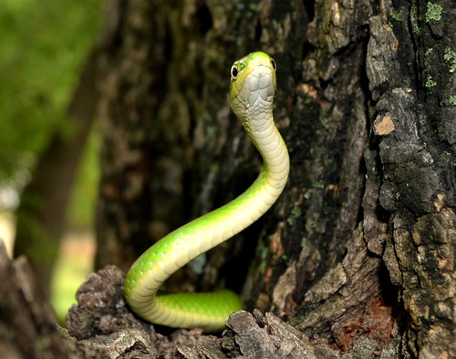 tree green nature snake bark