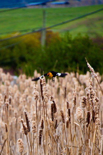orange brown black green bird reed birds yellow reeds cattails wetlands marsh blackbird blackbirds cattail wetland marshes yellowheaded