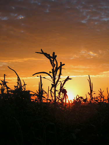summer sunrise kansas greatbend bartoncounty kansassunrise centralkansas fujifilmfinepixs2000hd unclemuley