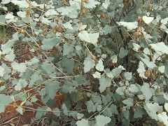 Malvaceae Byttneroideae>Hannafordia quadrivalvis? Grey Felt-bush DSCF4314