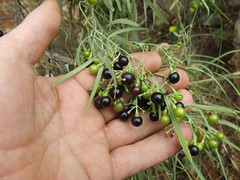 Scrophulariaceae>Eremophila longifolia Berrigan DSCF4317