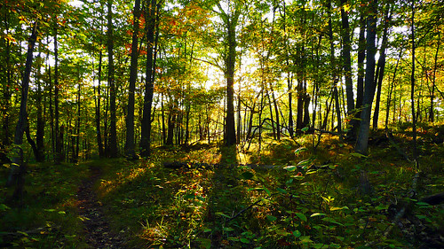 trees sunset fall nature forest
