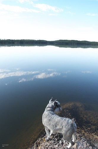 trees summer sky dog lake canada reflection water rock clouds saskatchewan miniatureschnauzer countryfood laclaronge