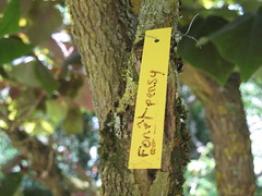 Cercis canadensis 'Forest Pansy' - Parc Botanique du Prieuré d'Orchaise - Orchaise