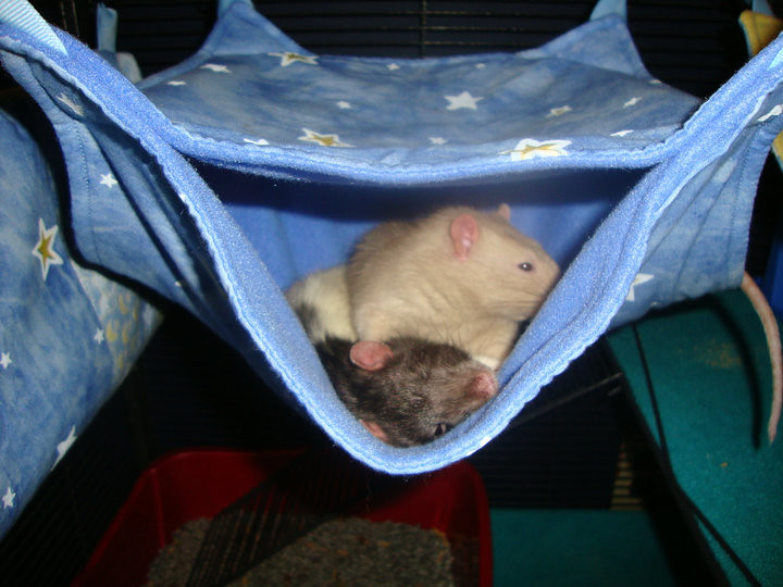 Ashley&#039;s Rattums in their MRR Bunkbed