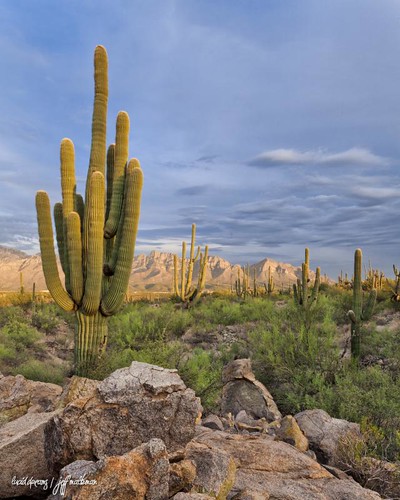 arizona cactus mountains desert tucson saguaro sonorandesert santacatalina orovalley puschridge