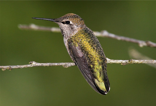 hummingbird annashummingbird calypteanna howardsgallery