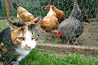 Lola's not impressed with the chickens...