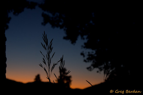 blue trees sunset grass leaves silhouette gold odc2