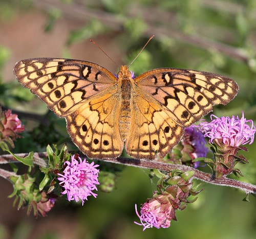 butterfly northcarolina picnik richmondcounty variegatedfritillary euptoietaclaudia ellerbe