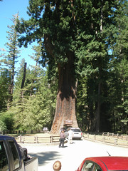 2011;Humbolt Redwoods 001.JPG