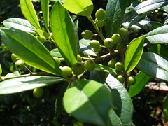 Small, narrow, dark green leaves with 3-5 spines at tip
Medium fruit production