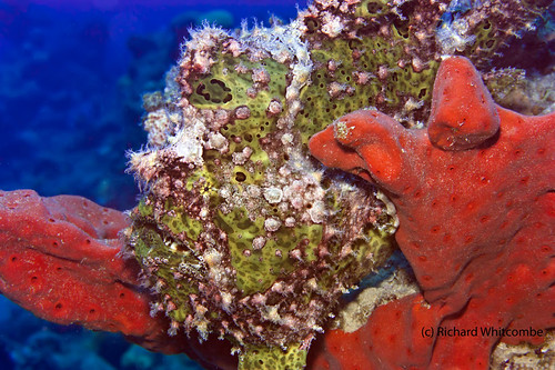 ocean blue red sea vacation holiday fish macro green nature water animal coral mouth eyes divers marine underwater faces head redsea dive egypt hilton scuba diving hidden camouflage disguise tropical diver 60mm frogfish predator reef sponge corals emperor lure sinai ambush coralreef marinelife encrusted gulfofaqaba subaqua egy softcoral anglerfish sinkers nuweiba antennariuspictus emperordivers coralresort antennariidae paintedanglerfish outsidehilton hiltonreef greenfrogfish