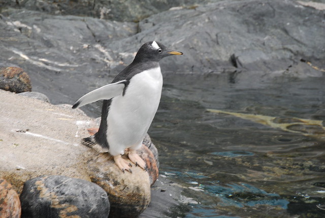Pingüino en el acuario de Bergen