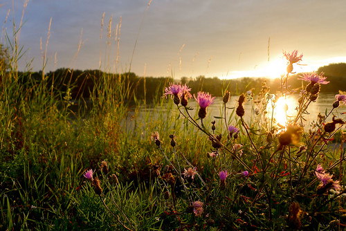 morning pink flowers sunrise river licht glow herbs rosa blumen fluss sonnenaufgang stimmung morgens donau gräser früh lx5
