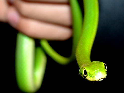 black green hand snake