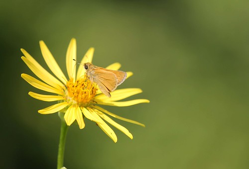 butterfly skipper wildflower cupplant