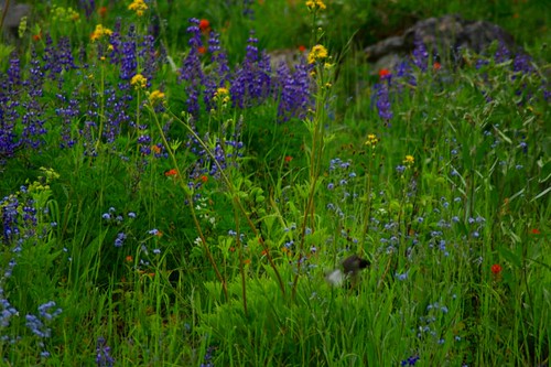 mountain nature washington northwest july wildflower okanogan