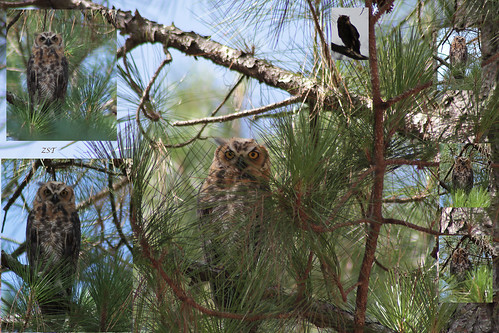 usa bird collage raw florida owl clermont birdofprey greathornedowl bubovirginianus lakelouisastatepark canon7d zeiss100mmf2 tigerowl zeesstof tamron75300telemacro