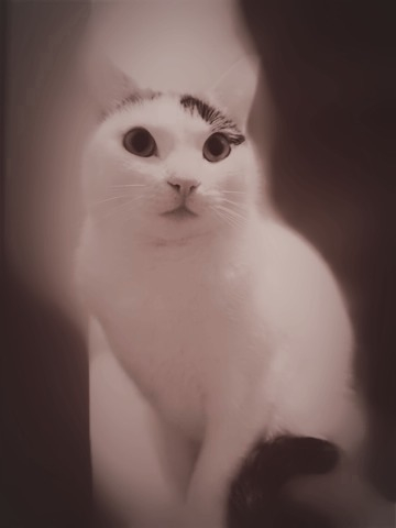 Yoko  -  cat