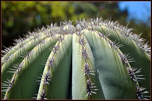 california cactus july sanluisobispo calpoly 2011
