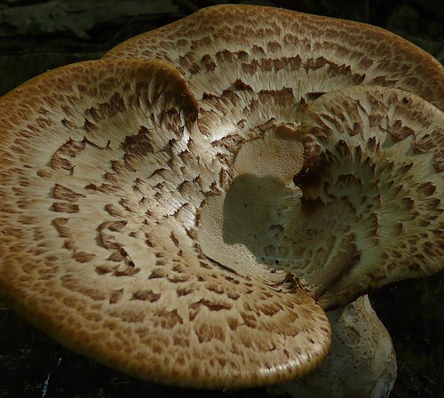 brown texture mushroom fungi treestump polyporussquamosus fz18 dryadssaddlemushroom
