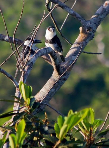 wild nature birds animals amazon natureza aves bichos animais pássaros selvagem amazônia notharchusmacrorhynchos