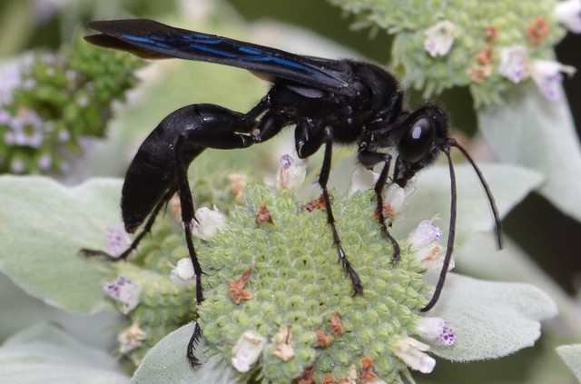 Sphex pensylvanicus, Great Black Wasp, on Pycnanthemum, Mountain-Mint