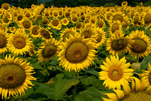 summer flower macro japan august sunflower kanagawa crazyshin zama pl 2011 nikond200 afsdxvrzoomnikkor18200mmf3556gifed 座間 201108142000031