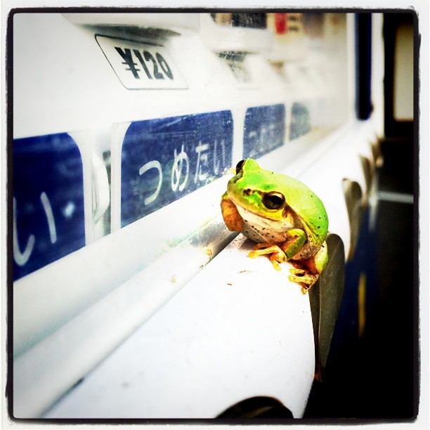 自動販売機のアマガエル #vending #machine #Japanese #tree #frog