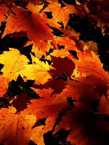 autumn fall nature minnesota outdoors maple october fallcolors hunting britt mapleleaves buhl ironrange superiornationalforest