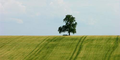 tree nature field landscape czech feld landschaft strom baum české středohoří jenčice