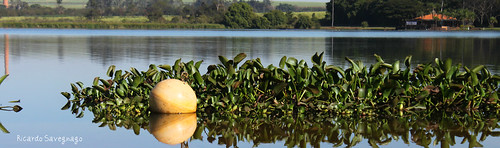 brazil sun plant reflection verde green sol nature water yellow água brasil canon photography natureza panoramic reflexo buoy boia manhã panorâmica 500d parqueecológico sertãozinho t1i canoneosrebelt1i