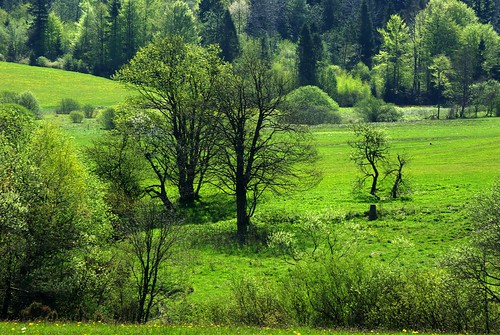 las trees nature river woods flora poland polska natura basin prospect beskidy biała drzewa krzew pejzaż kwiecie dorzeczebiałej