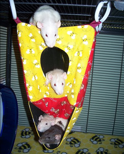 Charlotte&#039;s Rattums in their new Bees &amp; Rattums Playhouse