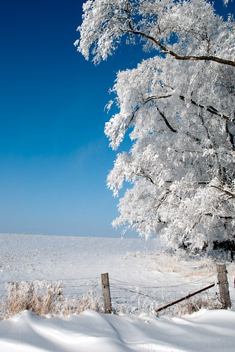 blue winter white snow cold tree ice fog fence landscape frozen frost hoarfrost country icy drift frozenfog kalona