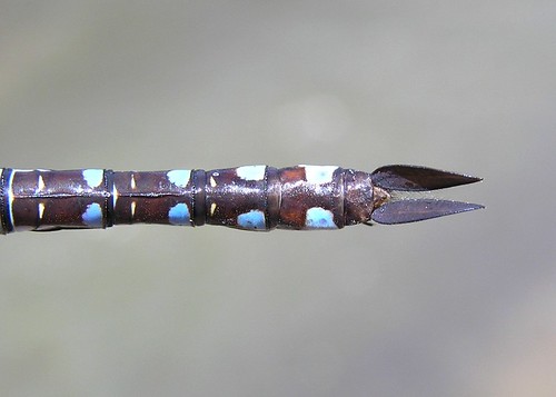 insect dragonfly darner odonata anisoptera aeshnidae lancetippeddarner mosaicdarner aeshnaconstricta