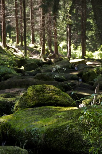 green water forest austria nikon wasser natur wald baum niederösterreich waldviertel d300 zwettl lohn lohnbachklamm