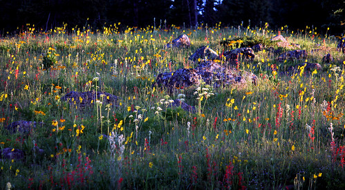 morning colorado wildflowers grandmesa