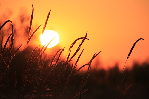morning orange sun grass wisconsin sunrise canon spiders hike bugs canaisland doorcounty webs colorphotoaward