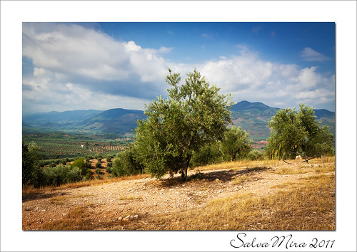 landscape andalucía olive paisaje jaen andalusia olivos paisatge salva olivera sierradesegura salvamira salvadormira