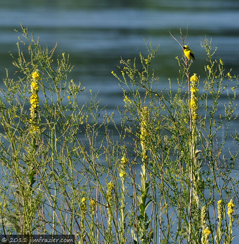 railroad flowers blue wild summer plants santafe green bird nature water floral lines birds animals yellow gardens fauna wisconsin burlington rural river mississippi weeds flora nikon riverside natural feeding wildlife goldfinch country blossoms july bank railway sunny aves business infrastructure riverfront riverbank wi bnsf q3 americangoldfinch songbird riparian rightofway burlingtonnorthern atsf gardenblog 2011 verticallines d90 burlingtonnorthernsantafe capturenx nikoncapturenx trempeauleau ldjuly ©jimfraziercom ld2011 20110701kateseeksdeadpeople